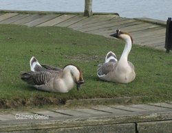 Chinese Geese on the quayside at Reedham Wallpaper