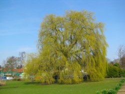 Lovely tree on the green by the river. Wallpaper