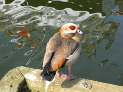 Egyptian Goose in Horning Wallpaper