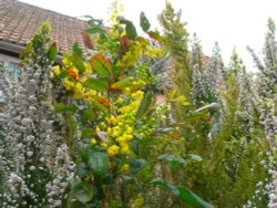 Seen in a garden in Yoxford Wallpaper