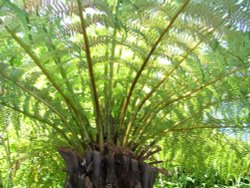 Henstead Exotic Gardens Wallpaper