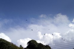 The last few Rooks flying in.