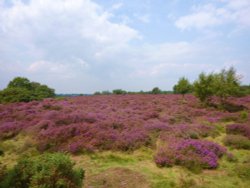 Westleton Heath