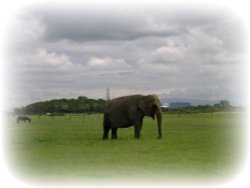 Elephant in Cleveleys