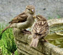 Sparrows in the garden Wallpaper