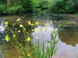In the Hall gardens Wallpaper