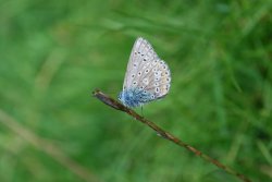 Common Blue butterfly male Wallpaper