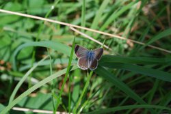 Common Blue butterfly female Wallpaper