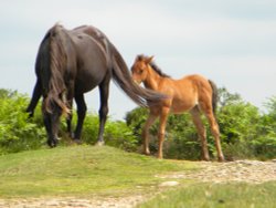 Dartmoor ponies on Quantock Hill Wallpaper