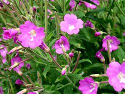 Great Willowherb Wallpaper