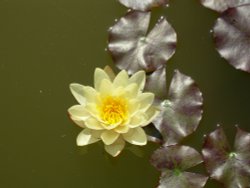 Water Lilly