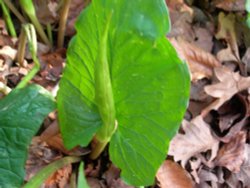 Lords and Ladies  - First Stage Wallpaper