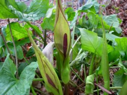 Lords and Ladies - Second Stage Wallpaper