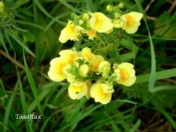 Toadflax. Wallpaper