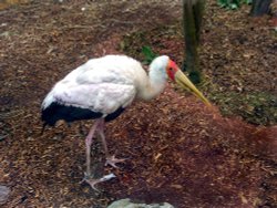 Dont call me Pinochio Wallpaper