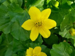 Marsh Marigold Wallpaper