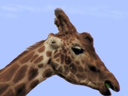 The lesser known one eared Giraffe. Wallpaper