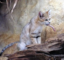 That bit of meat is almost as big as he is. Wallpaper