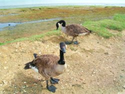 Canada Geese by the River Orwell at Freston Wallpaper