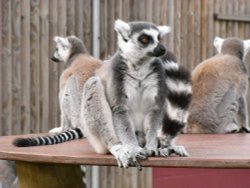 On look-out duty Wallpaper