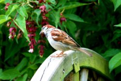 House Sparrow, Male. Wallpaper