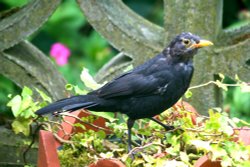 Blackbird, Male. Wallpaper