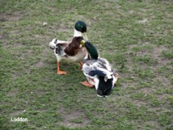 Not sure if these Mallards are friends or enemies. Wallpaper