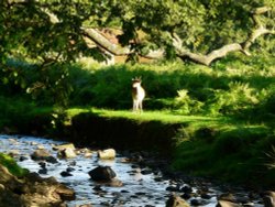 Bradgate Park, Leicestershire Wallpaper