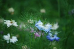 Cornflowers at Trengwainton Wallpaper