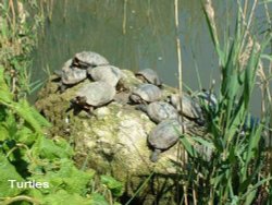 Turtles at Thrigby Wildlife Park Wallpaper