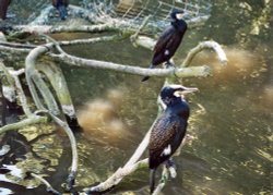 Cormorants at The Wild Life Park Wallpaper