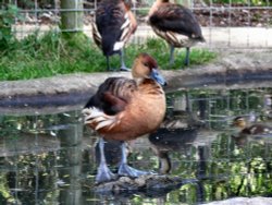 A Whistling Duck at the Wild Life Park. Wallpaper