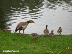 Egyptian Goose and Babies Wallpaper