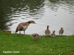 Egyptian Goose and Babies