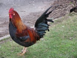 A Rooster at Loddon. Wallpaper