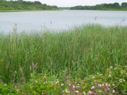 Rollesby Broad Wallpaper