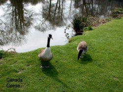 Canada Geese by Gunton Hall Wallpaper