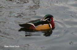 Male Wood Duck paying a flying visit. He did not stay many days. Wallpaper