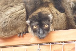 A picture of the Yorkshire Wildlife Park, Doncaster Wallpaper