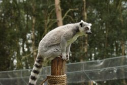 A picture of the Yorkshire Wildlife Park, Doncaster Wallpaper