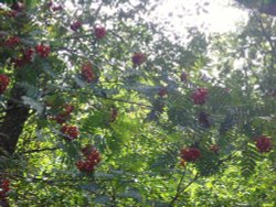 Rowan Berries in sunlight Wallpaper