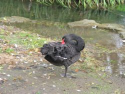 Wildlife in Bibury Wallpaper