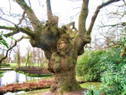 In Fairhaven Gardens Wallpaper