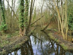 Fairhaven Gardens Wallpaper