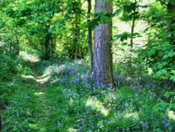 A walk in the Woods. Wallpaper