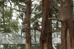 A picture of the Yorkshire Wildlife Park, Doncaster Wallpaper