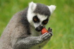 A picture of the Yorkshire Wildlife Park, Doncaster Wallpaper