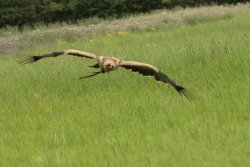 A picture of the Yorkshire Wildlife Park, Doncaster Wallpaper
