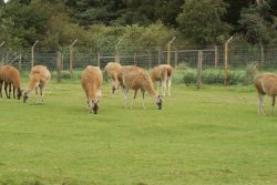 A picture of the Yorkshire Wildlife Park, Doncaster Wallpaper