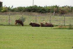 A picture of the Yorkshire Wildlife Park, Doncaster Wallpaper